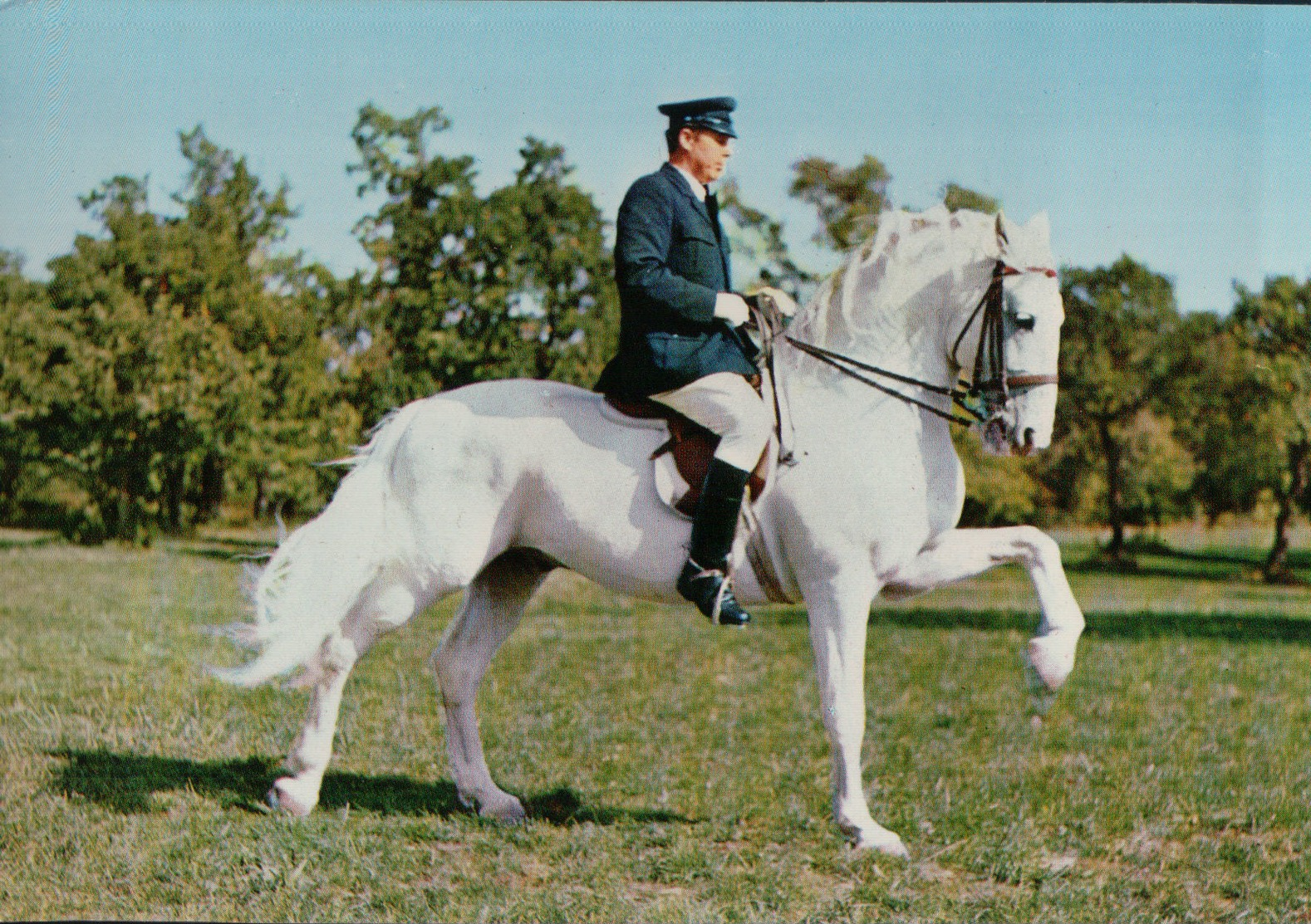 4740A    CHEVAL    VIERGE   VERSO - Paarden