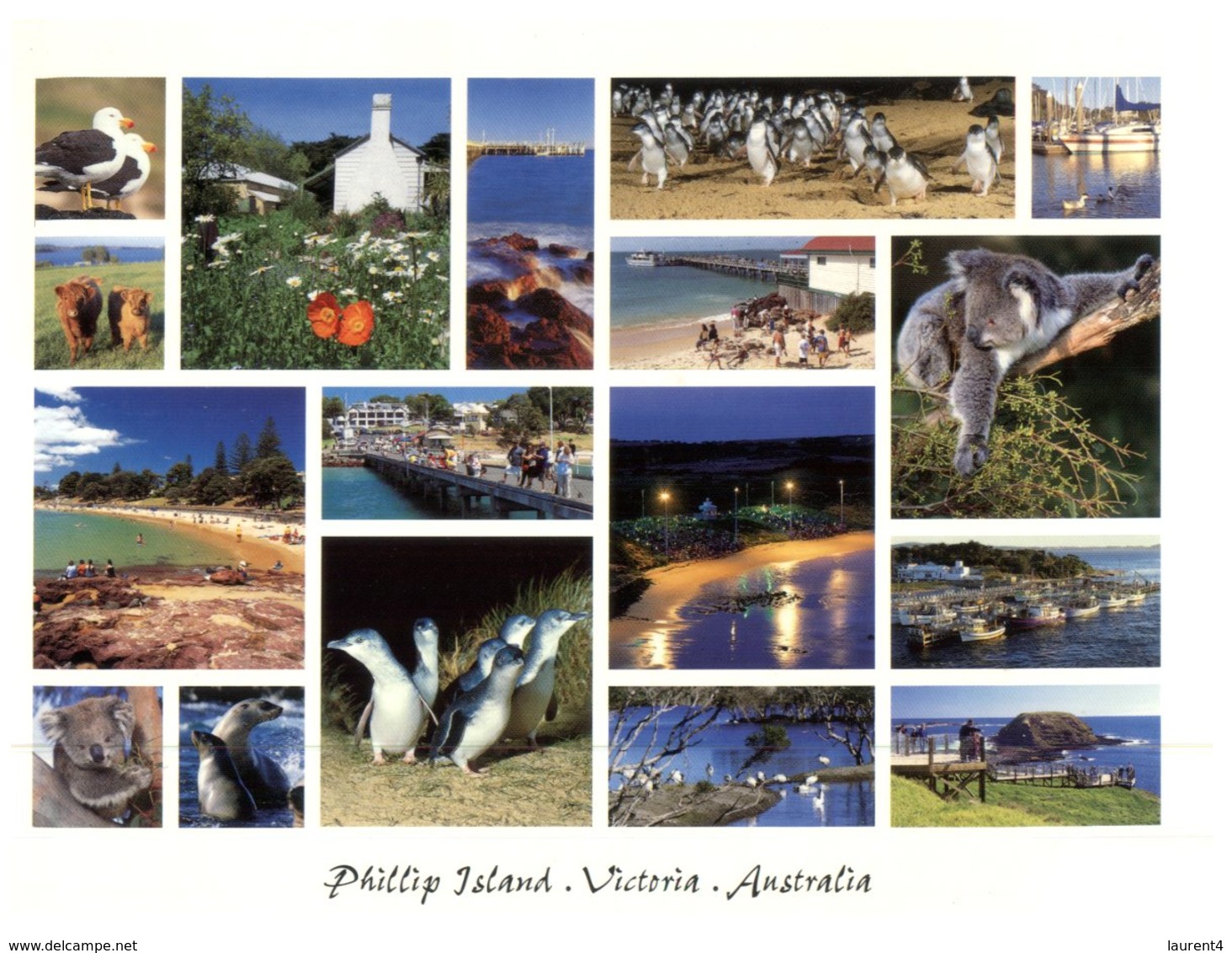 (444) Australia - With Stamp At Back Of Card - VIC - Philllip Island - Mornington Peninsula