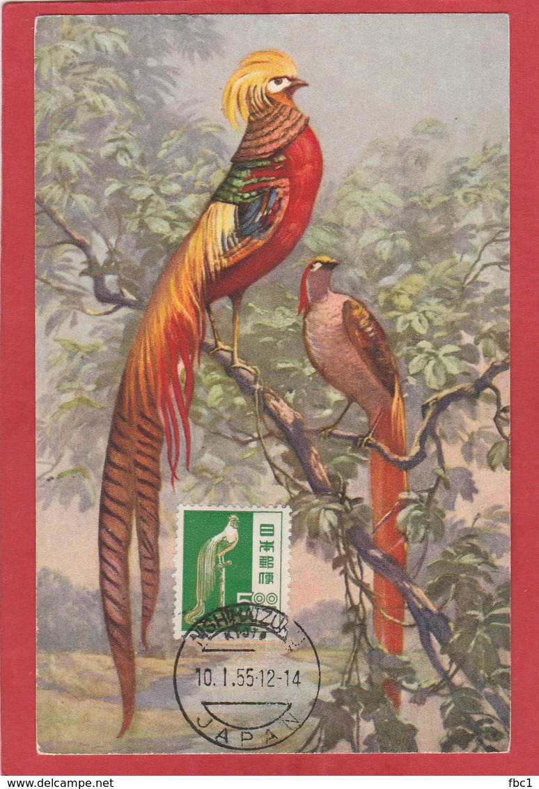 Carte Maximum - Oiseaux Tropicaux - Japon (1955) - Pappagalli & Tropicali