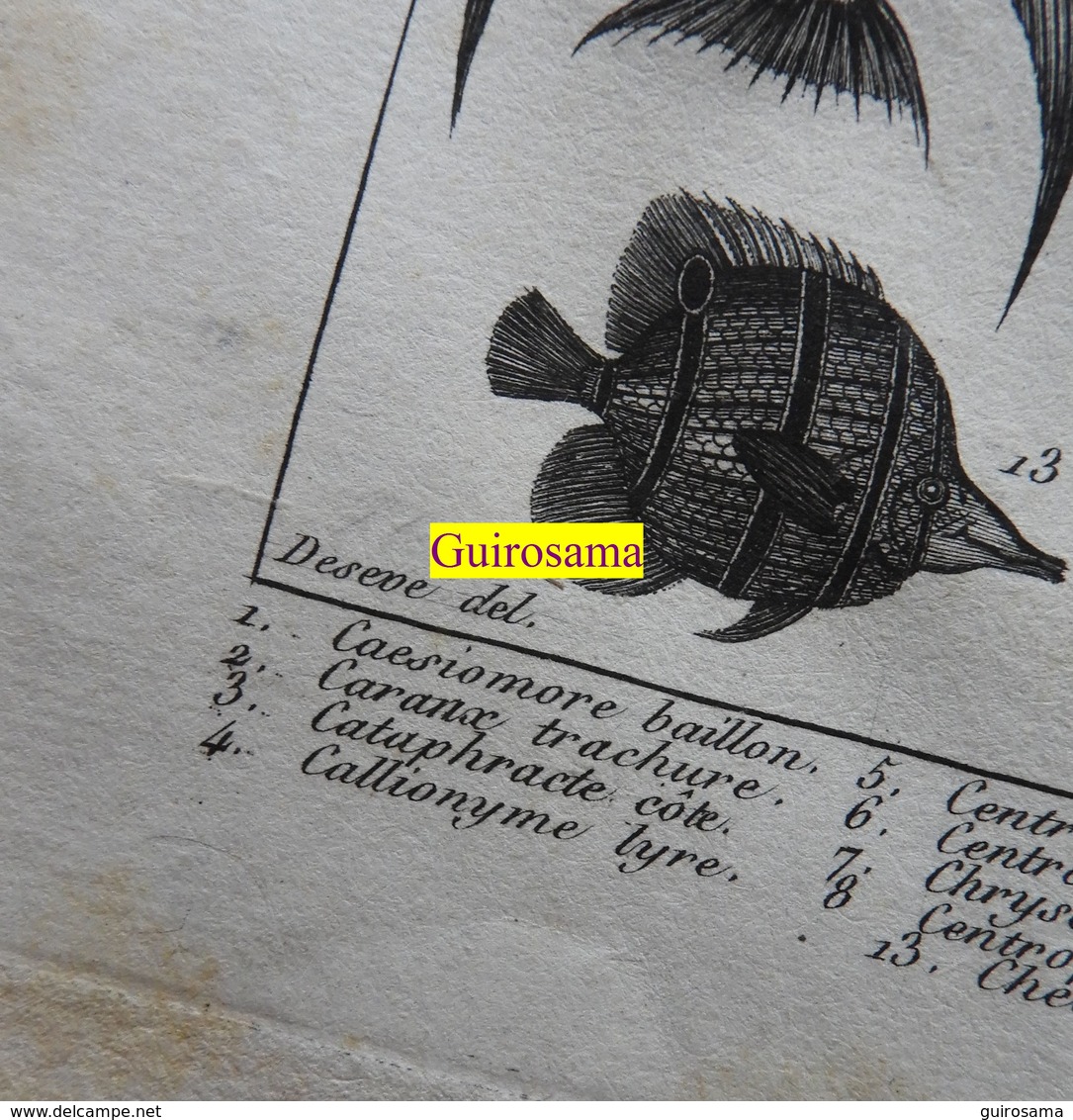 Poissons Tropicaux : Planche Du Nouveau Dictionnaire D'histoire Naturelle - 1803 - Estampes & Gravures