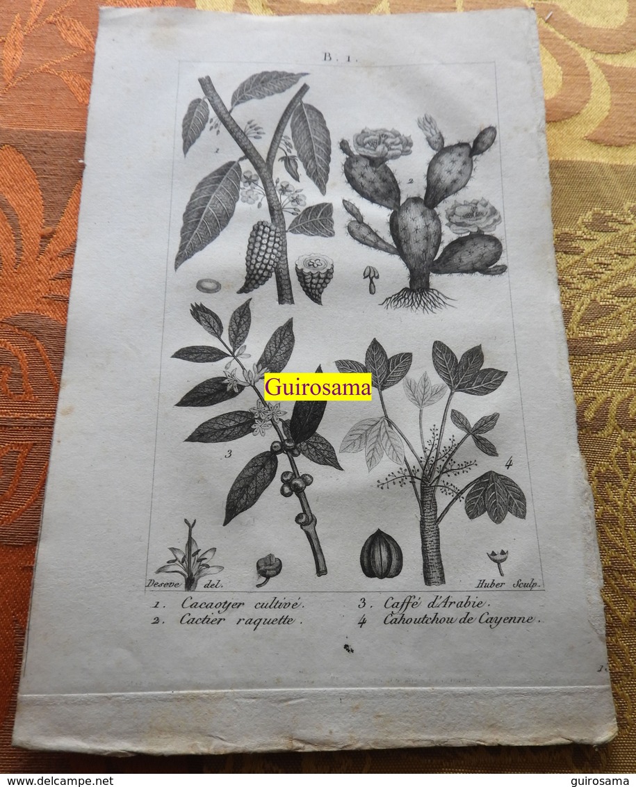 Plantes Dont Cacaoyer : Planche Du Nouveau Dictionnaire D'histoire Naturelle - 1803 - Estampes & Gravures