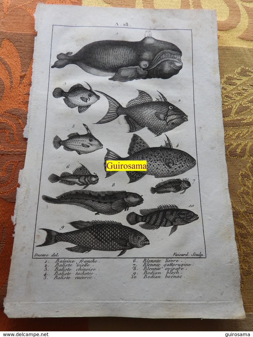 Poissons Dont Baleine : Planche Du Nouveau Dictionnaire D'histoire Naturelle - 1803 - Stampe & Incisioni
