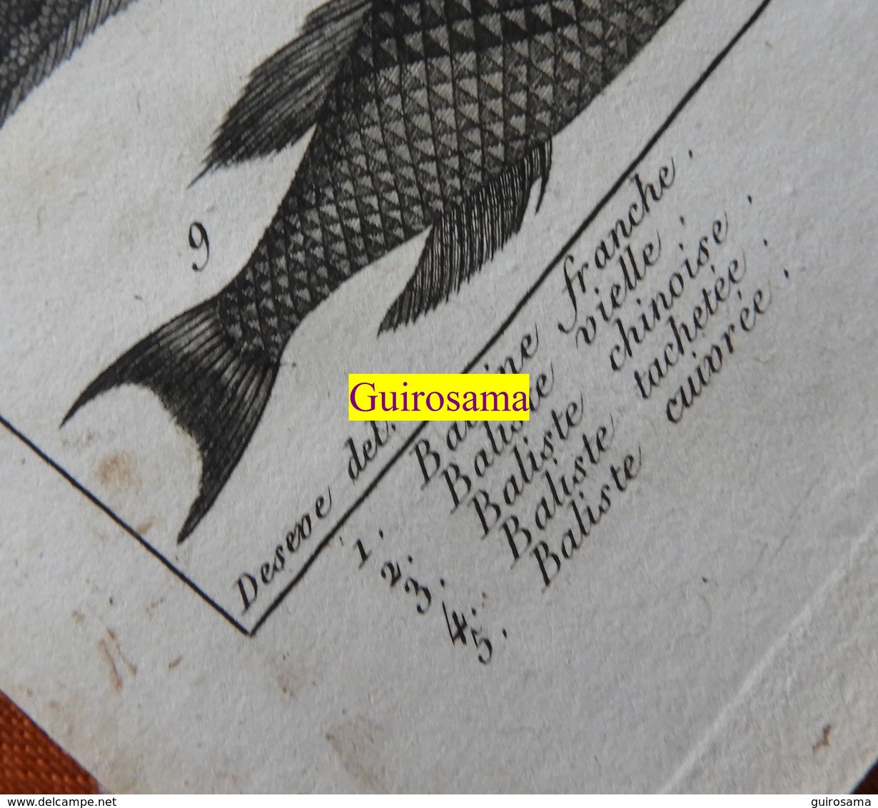 Poissons Dont Baleine : Planche Du Nouveau Dictionnaire D'histoire Naturelle - 1803 - Stampe & Incisioni