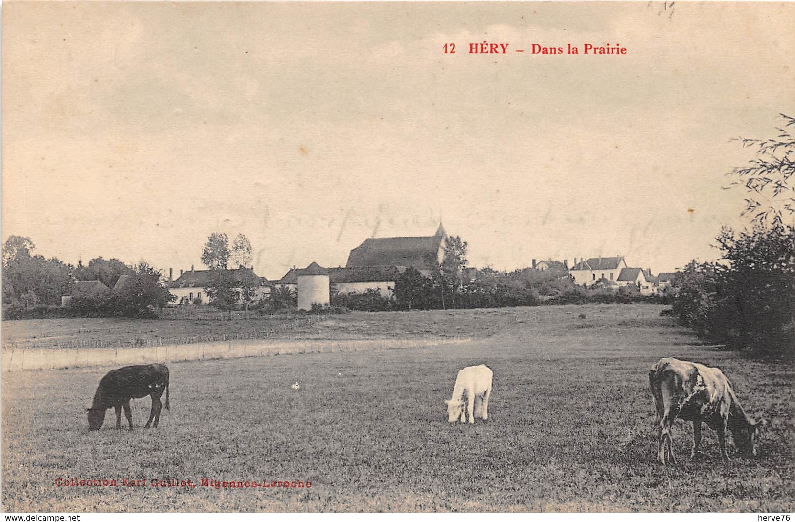 HERY - Dans La Prairie - Vaches - Hery