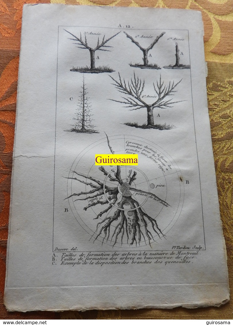 Taille Des Arbres : Planche Du Nouveau Dictionnaire D'histoire Naturelle - 1803 - Estampes & Gravures