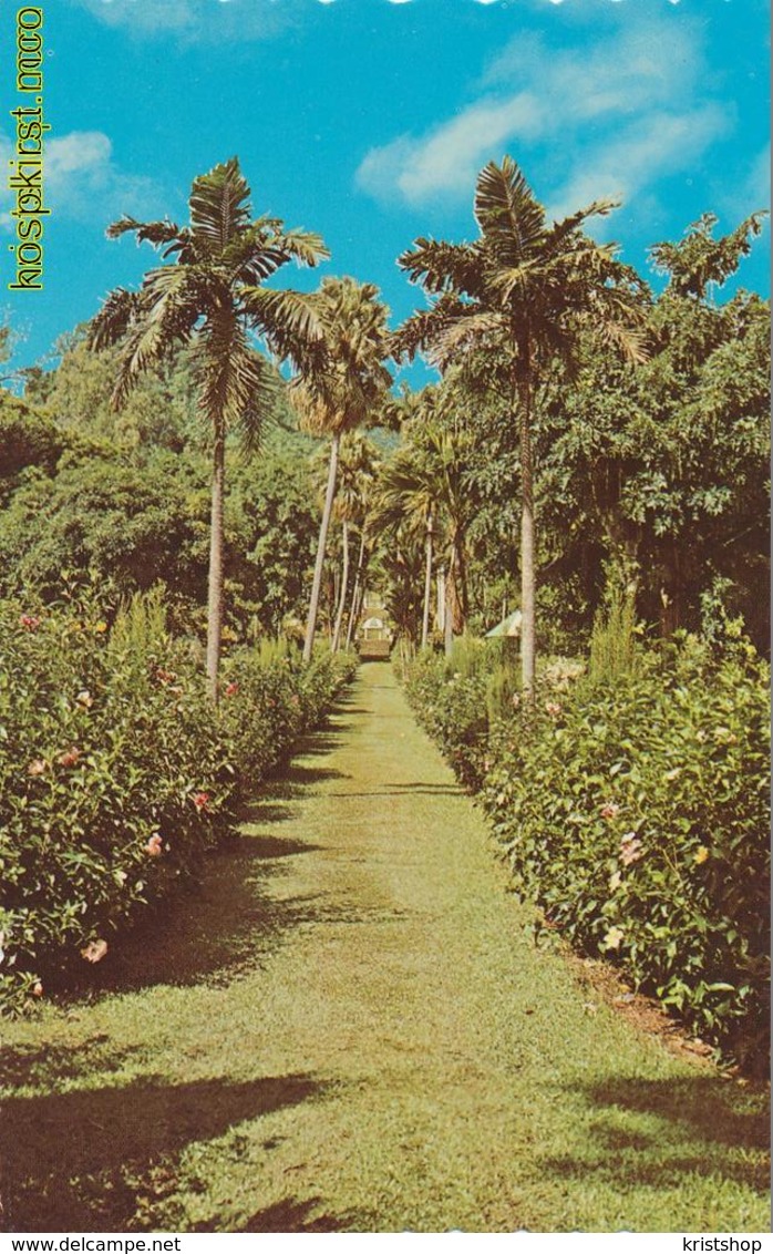 St. Vincent - Botanic Gardens [AA4 2.123 - San Vicente Y Las Granadinas