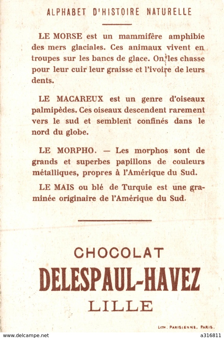 CHOCOLAT  DELESPAUL-HAVEZ Alphabet D'Histoire Naturelle - Lettre M - Autres & Non Classés
