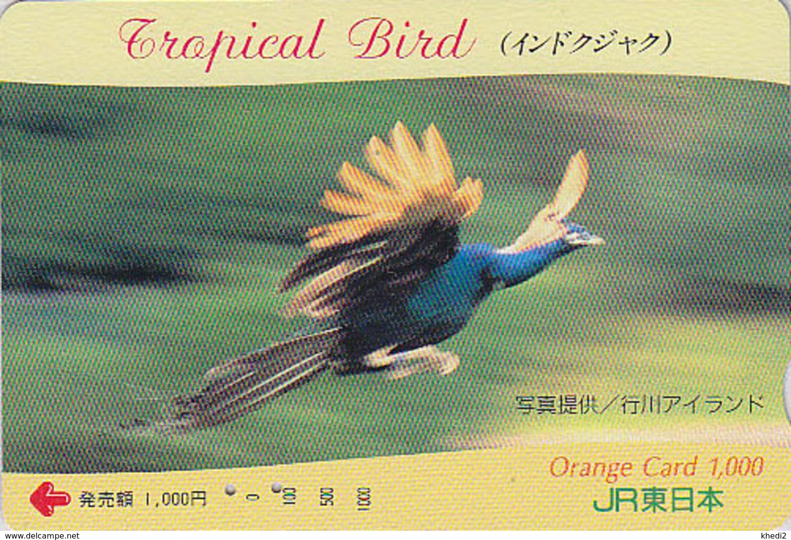 Rare Carte Orange Japon - Série TROPICAL BIRD - Oiseau - PAON BLEU En Vol - PEACOCK Flying Japan JR Card - PFAU - 4565 - Galline & Gallinaceo