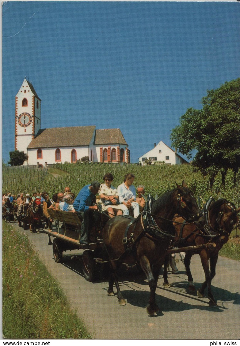 Frohe Pferdefuhrwerkfahrt Durch Die Hallauer Rebberge - Im Hintergrund Bergkirche St. Moritz - Hallau