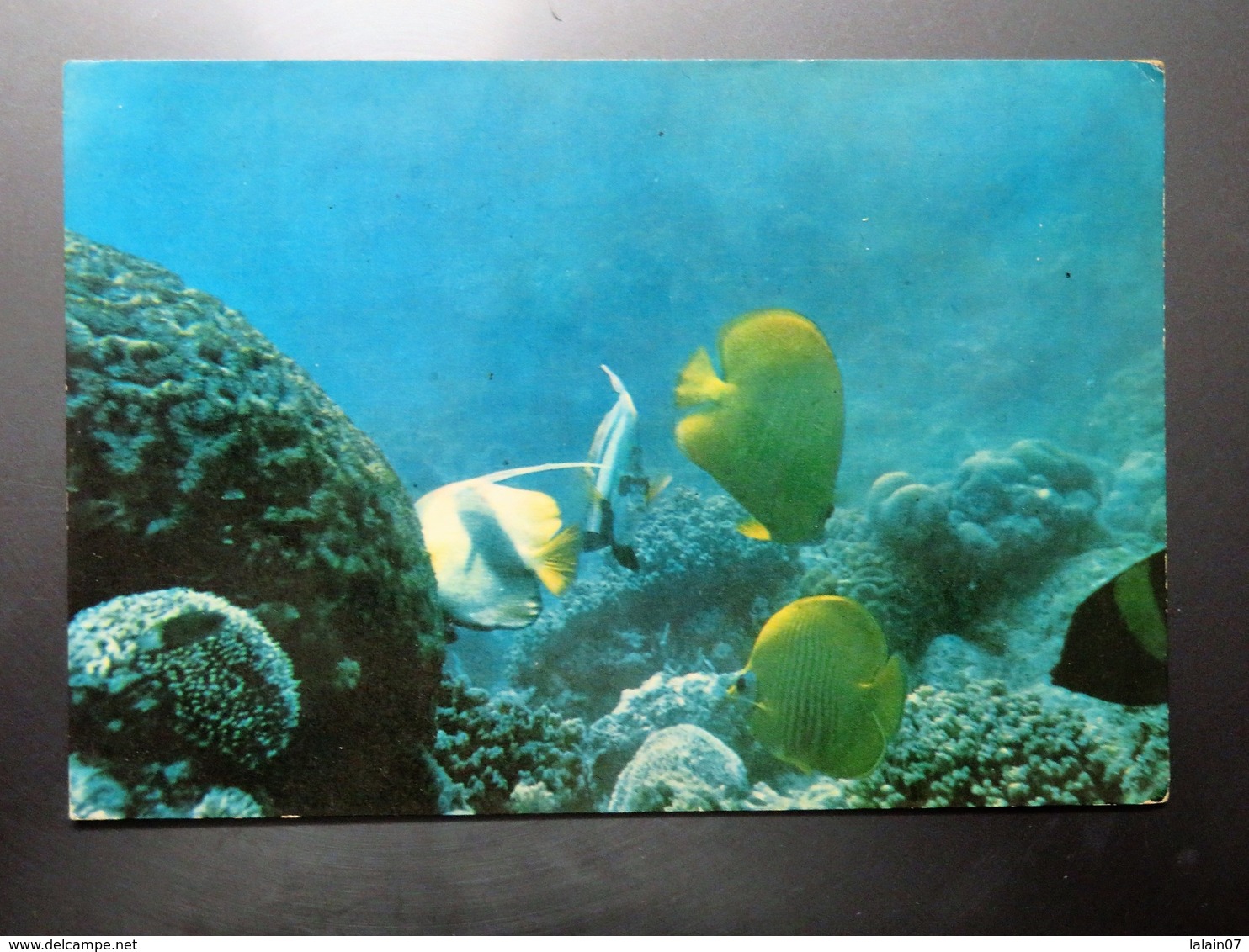 Carte Postale : DJIBOUTI : Poissons Du T. F. A. I., Vue Sous Marine, En 1971 - Djibouti