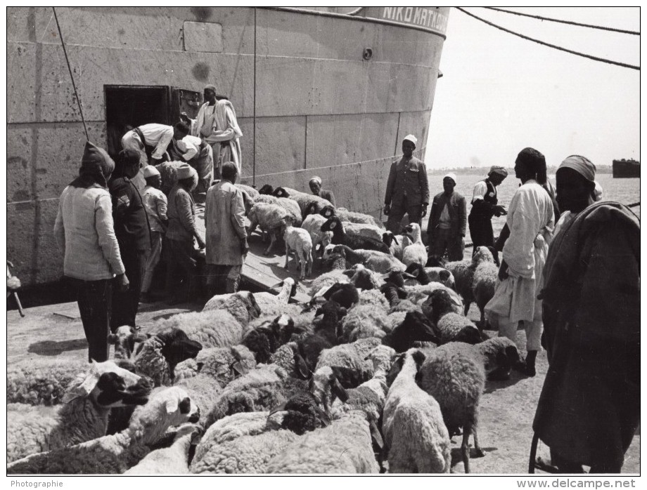 Lybie Tripoli Moutons En Attente D'embarquement Bateau Ancienne Photo 1940's? - Africa