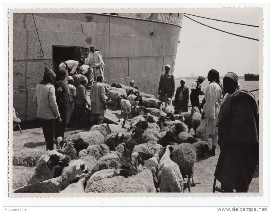 Lybie Tripoli Moutons En Attente D'embarquement Bateau Ancienne Photo 1940's? - Africa