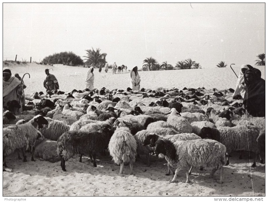 Lybie Troupeau De Moutons Bergers Pres D'un Oasis Secheresse Ancienne Photo 1940's? - Africa