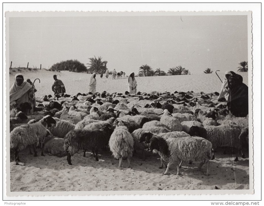Lybie Troupeau De Moutons Bergers Pres D'un Oasis Secheresse Ancienne Photo 1940's? - Africa