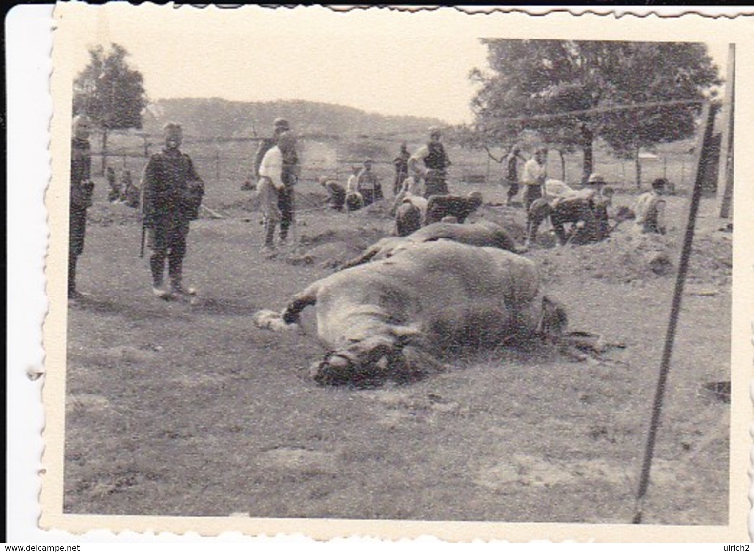 Foto Deutsche Soldaten Mit Staubmasken Beim Begraben Von Toten Pferden - 2. WK - 8*5,5cm (36643) - Krieg, Militär