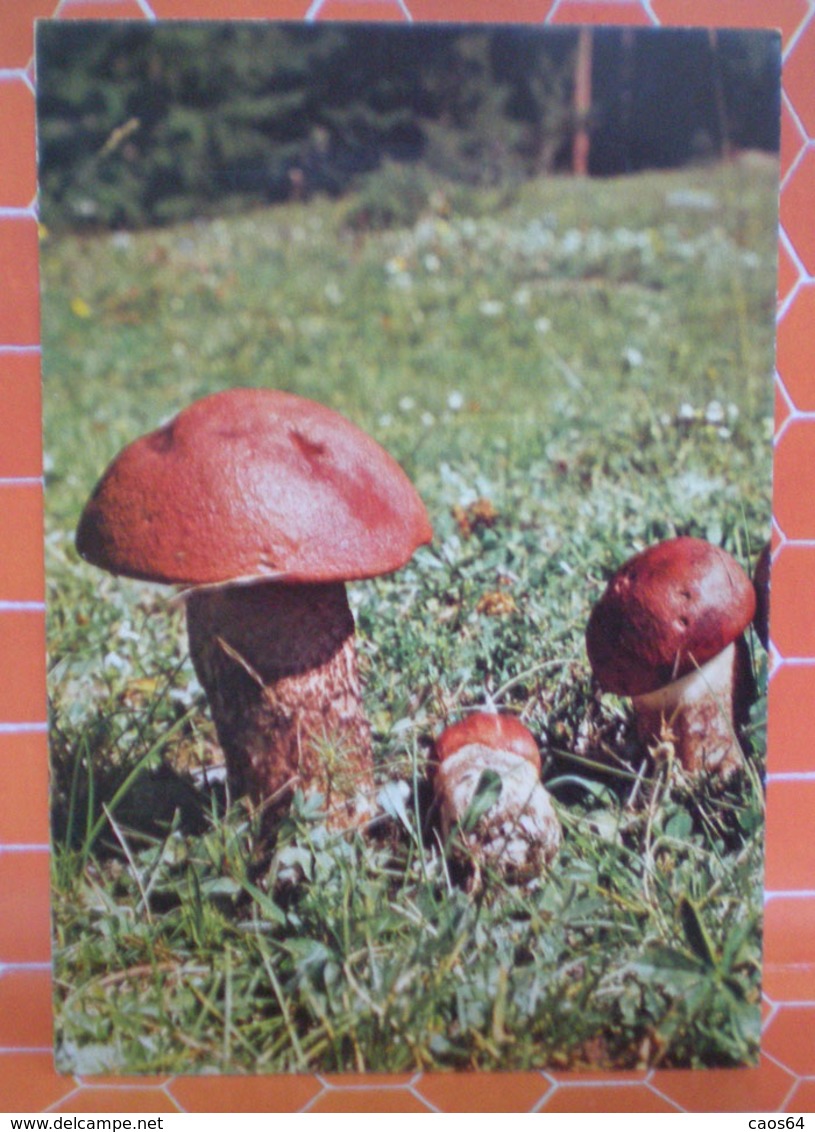 BOLETUS FUNGHI  CARTOLINA - Mushrooms