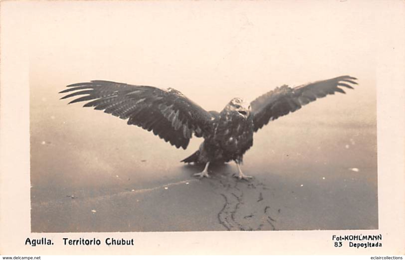 Argentine.        Aguila           Territorio Chubut       Aigle ? Condor ?     Carte Photo               (voir Scan) - Argentina