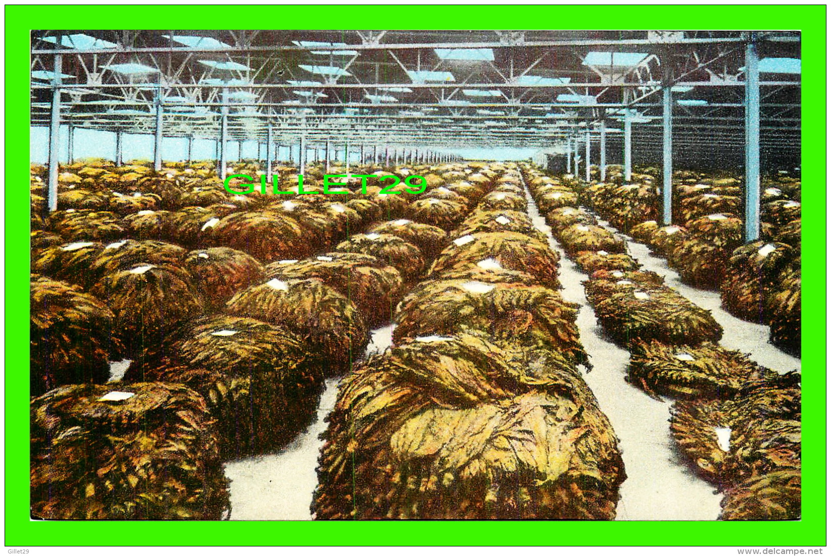 TABAC - INTERIOR OF A LOOSE LEAF TOBACCO WAREHOUSE -  A FLORIDA PRE VUES-POST CARD - - Tabak