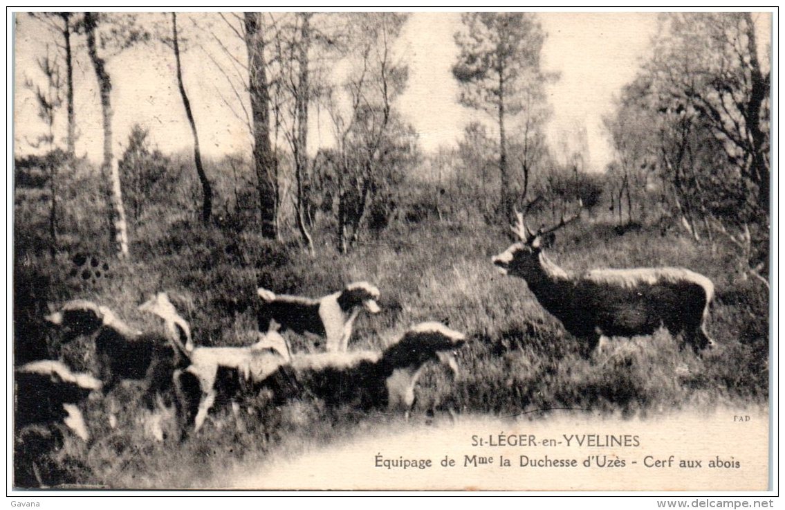 78 SAINT-LEGER-en-YVELINES - Equipage De Mme La Duchesse D'Uzès - Cerf Aux Abois - St. Leger En Yvelines