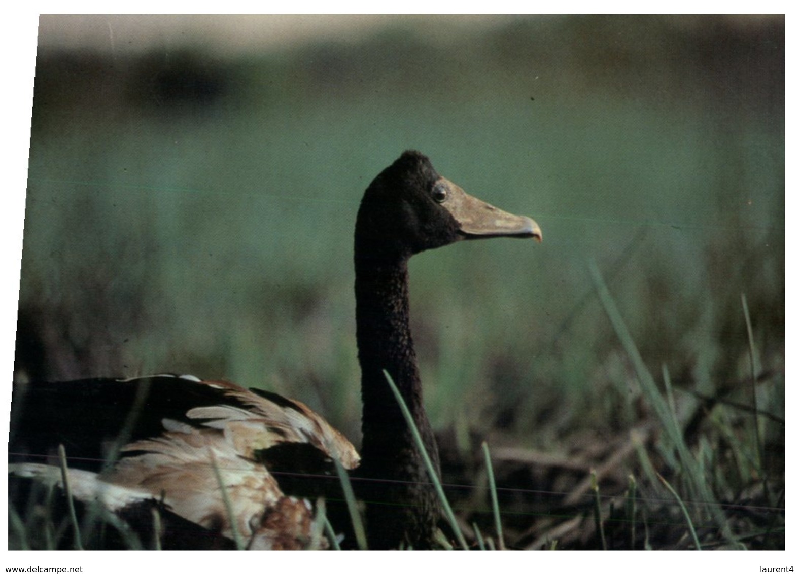 (888) Australia - (With Stamp At Back Of Card) Magpie Goose (bird) - Canberra (ACT)