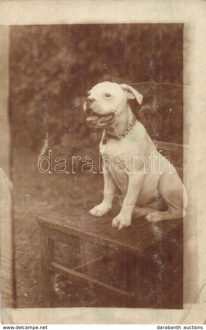 ** * 20 Db RÉGI Kutya Motívumos Képeslap / 20 Pre-1945 Motive Postcards: Dogs - Sin Clasificación