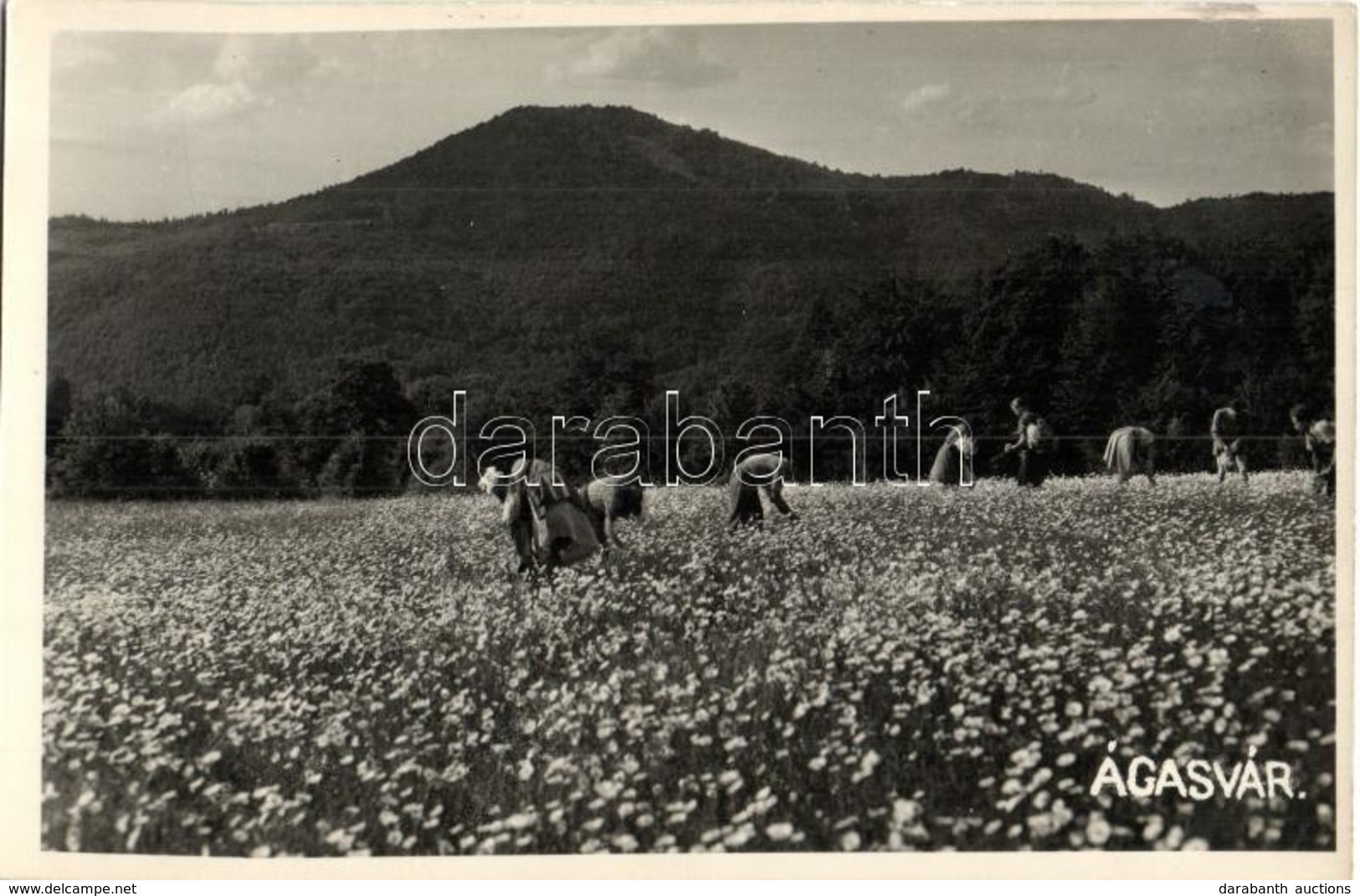 ** T2 Ágasvár (Mátra), Pásztó Mellett; Margaréta Virág Begyűjtése. Sztanek Ede Photo - Non Classificati