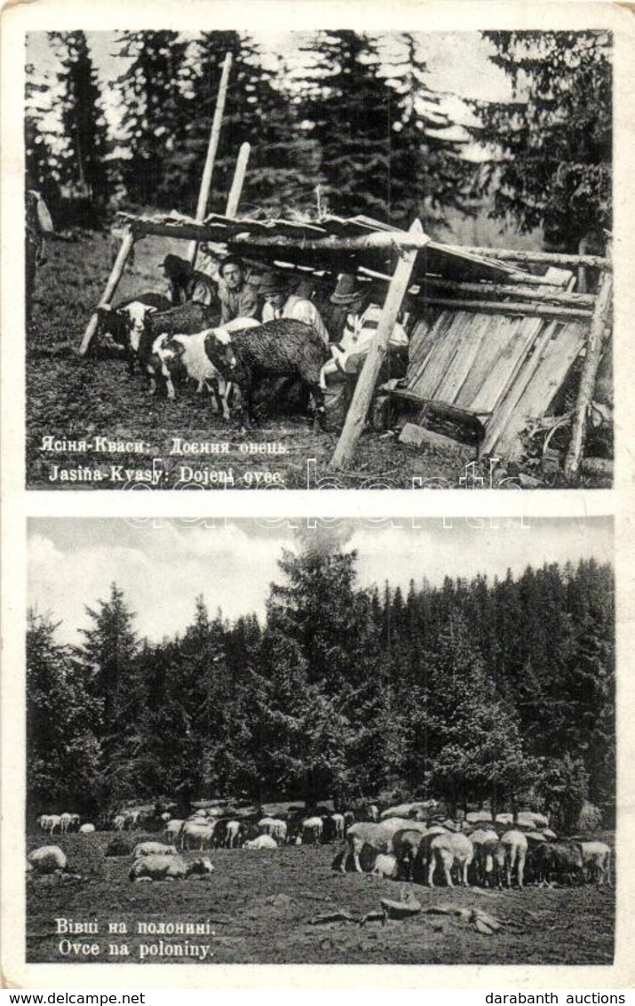 T2/T3 Kőrösmező, Jaszinya, Jasina, Yasinia; Dojeni Ovec, Ovce Na Poloniny / Juhok Fejése, Juhnyáj / Milking The Sheep, F - Ohne Zuordnung