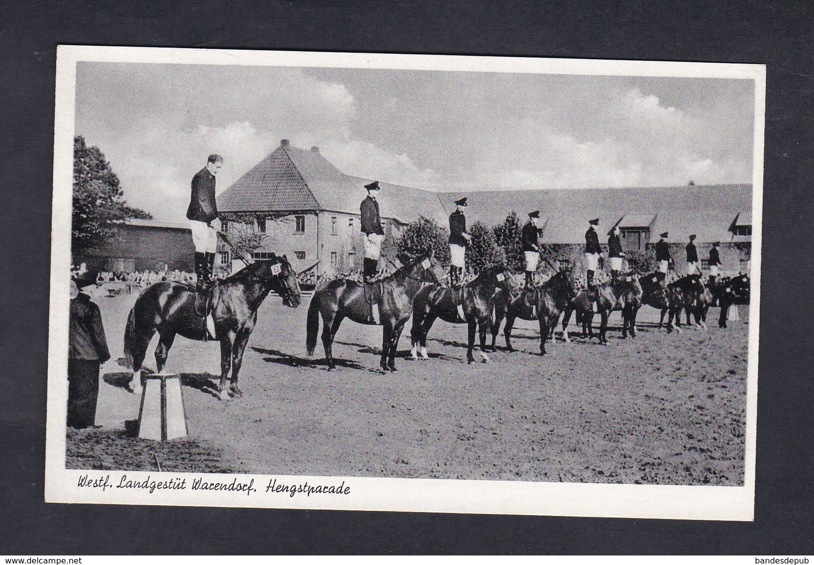 AK  Westf. Landgestüt Warendorf  - Hengstparade ( Chevaux Karl Darpe ) - Warendorf