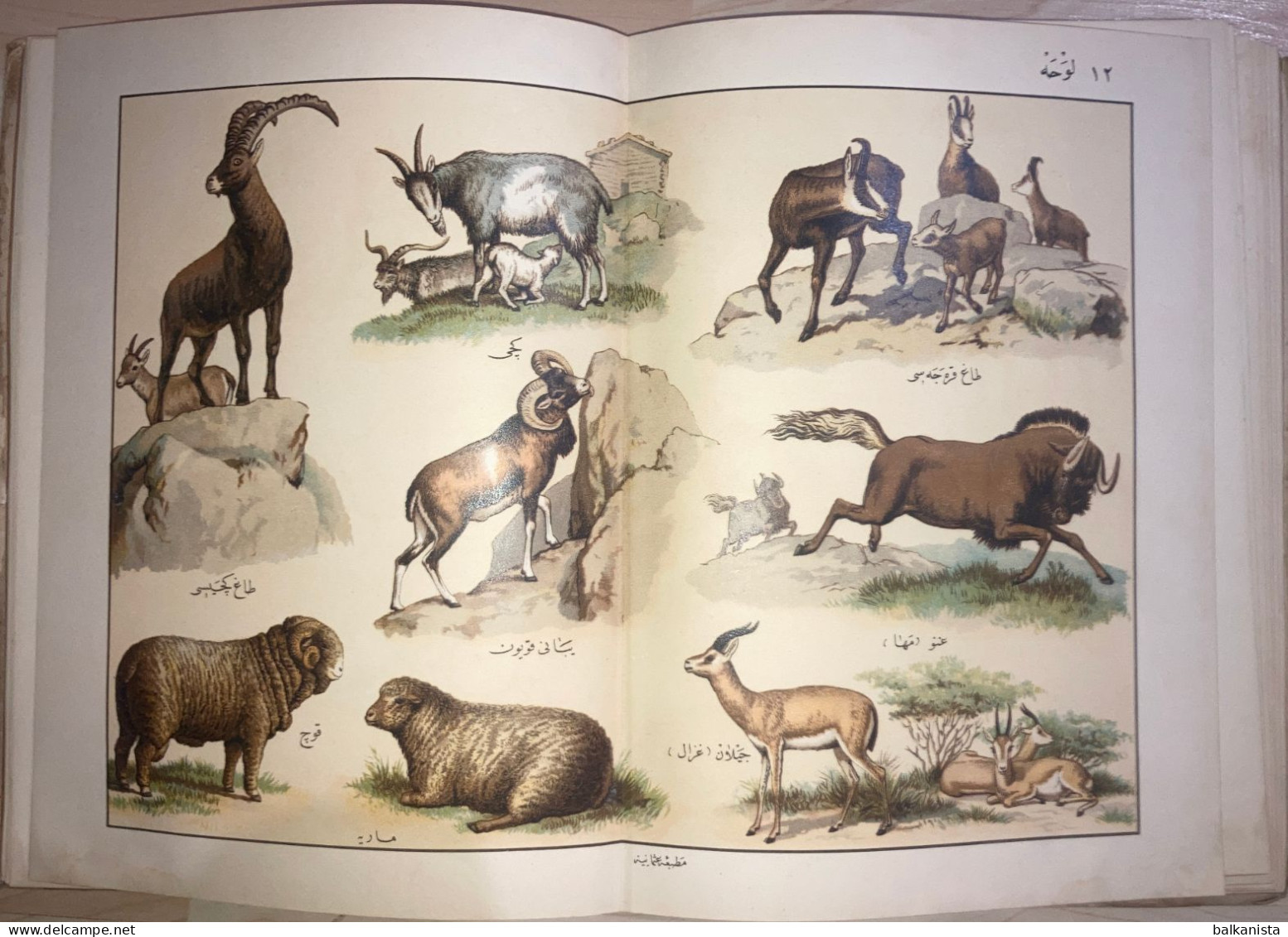 OTTOMAN- Musavver Tarif-i Hayvanat Illustrated Guide To Animals Colored 1893 - Old Books