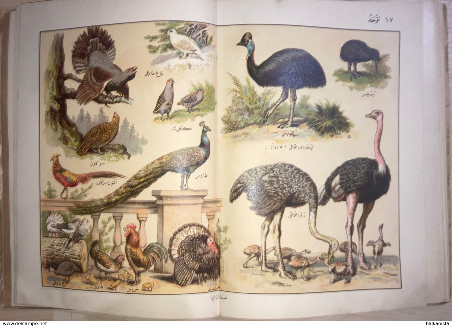 OTTOMAN- Musavver Tarif-i Hayvanat Illustrated Guide to Animals Colored 1893