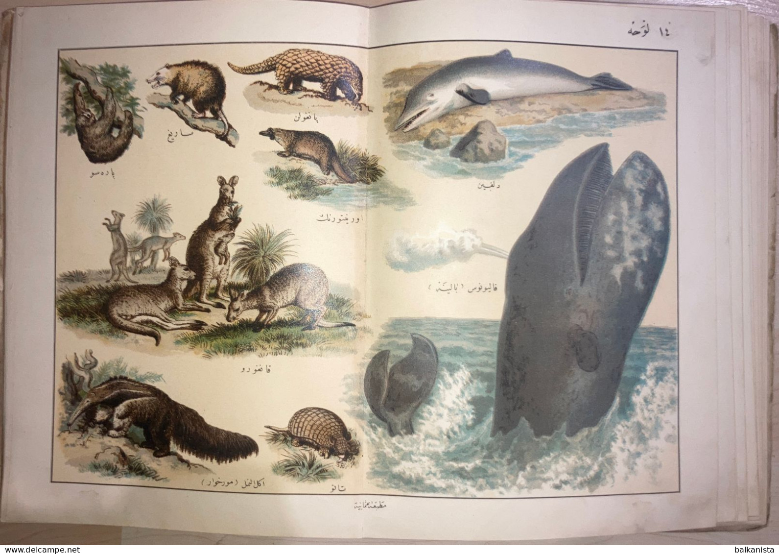 OTTOMAN- Musavver Tarif-i Hayvanat Illustrated Guide to Animals Colored 1893