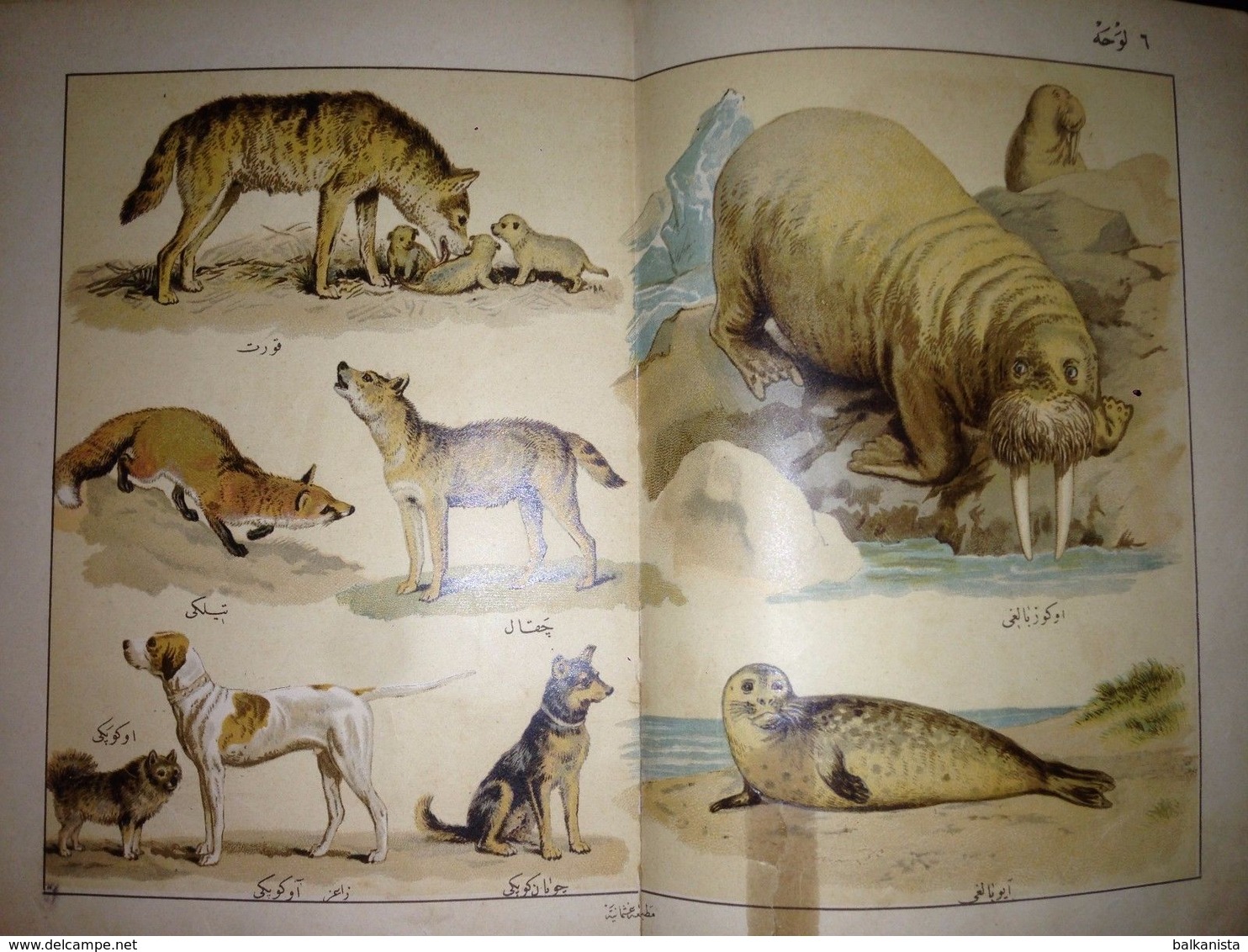 OTTOMAN- Musavver Tarif-i Hayvanat Illustrated Guide to Animals Colored 1893