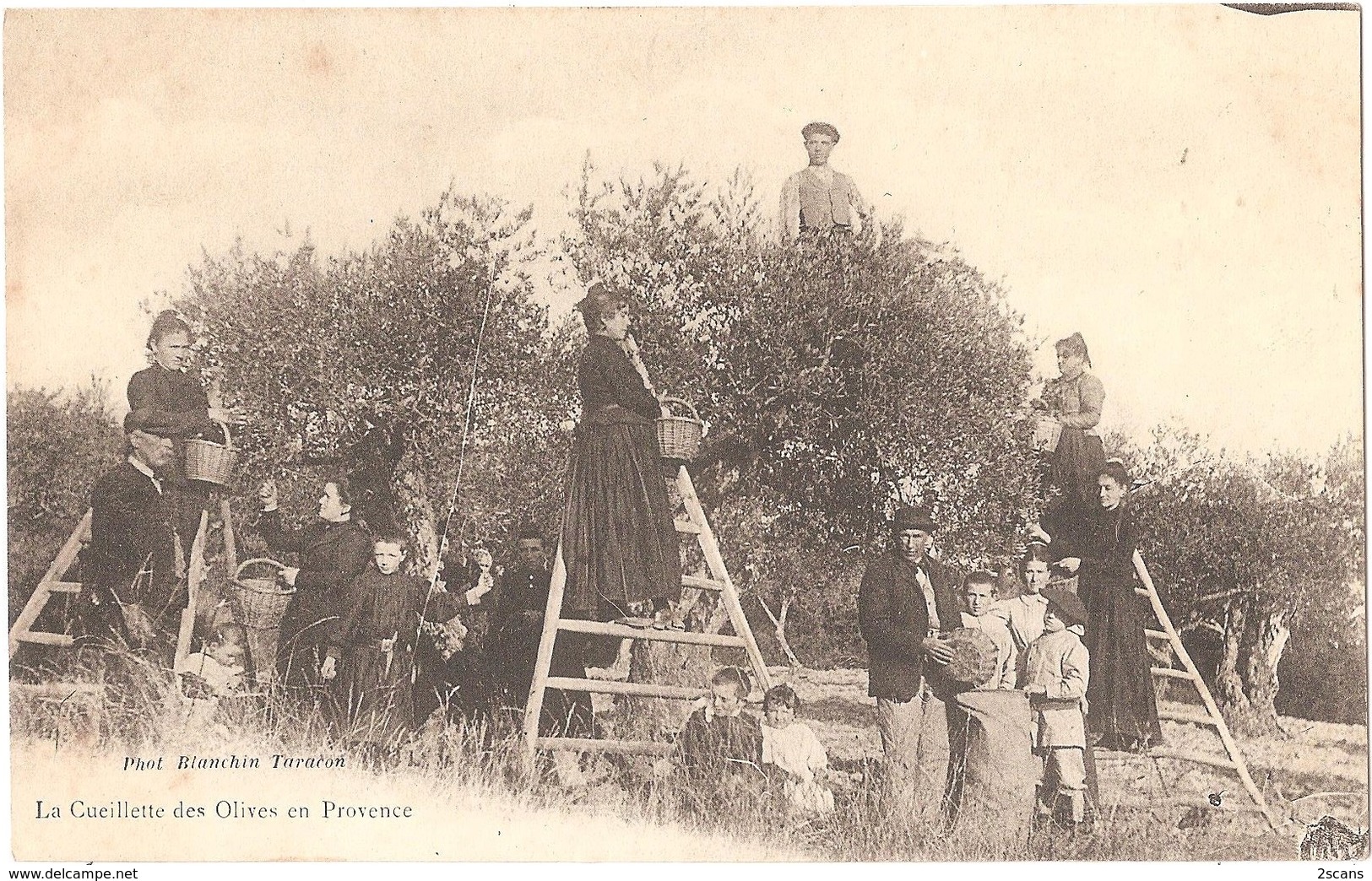 Dépt 13 - La Cueillette Des Olives En Provence - Phot. Blanchin, TARASCON - Tarascon