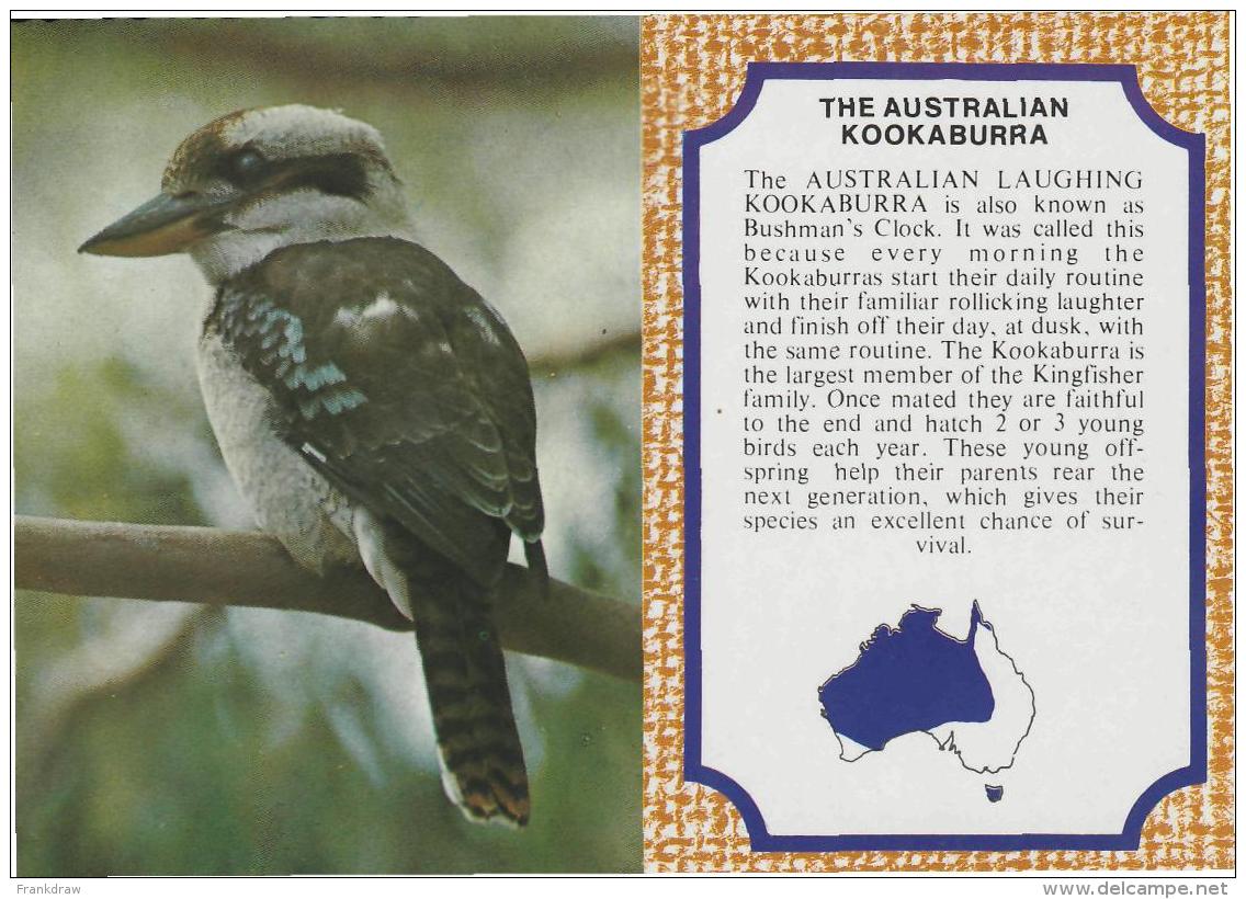 Postcard - The Australian Kookaburra, No Card No. - Unused Very Good - Non Classés