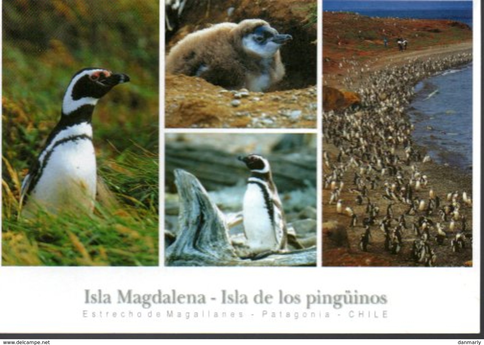 CHILI :  Les Manchots De L'île Magdalena - Cile