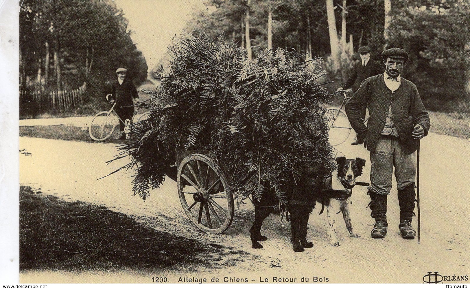 Attelage De Chiens  -  Le Retour Du Bois  -  CPR - Chiens