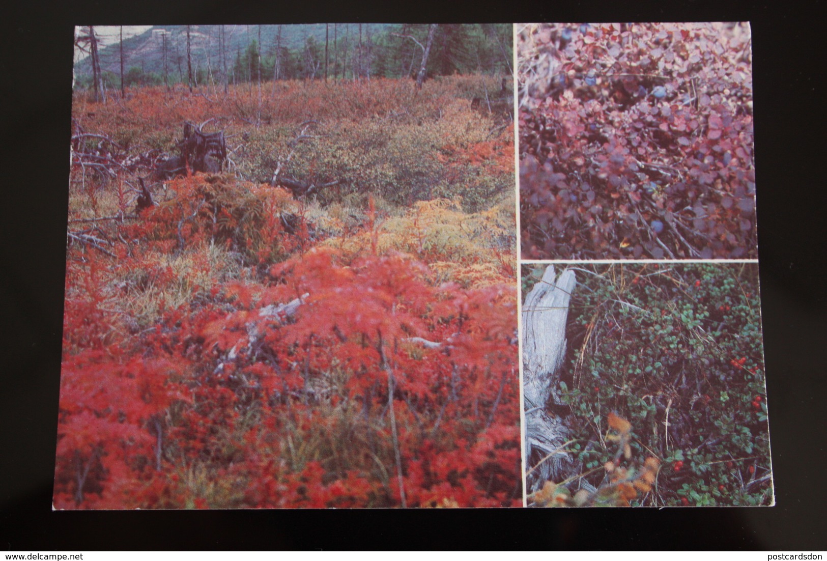 RUSSIA. FAR EAST. Chukotka. Nature. Berries  - 1990 -  STATIONERY Rare - Rusia