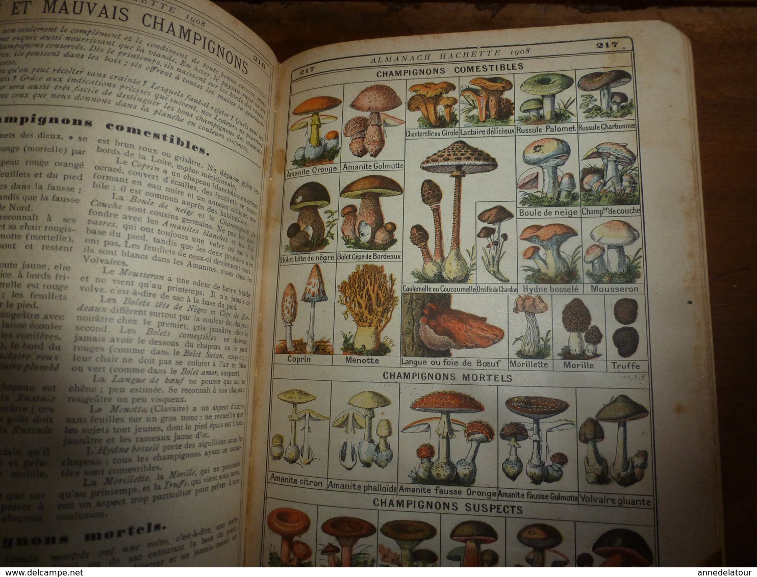 1908 Maroc;Champignons;Nuisibles à La Vigne(édit. Luxe) ALMANACH HACHETTE(Encyclopédie Populaire De La Vie Pratique) Etc - Enciclopedie