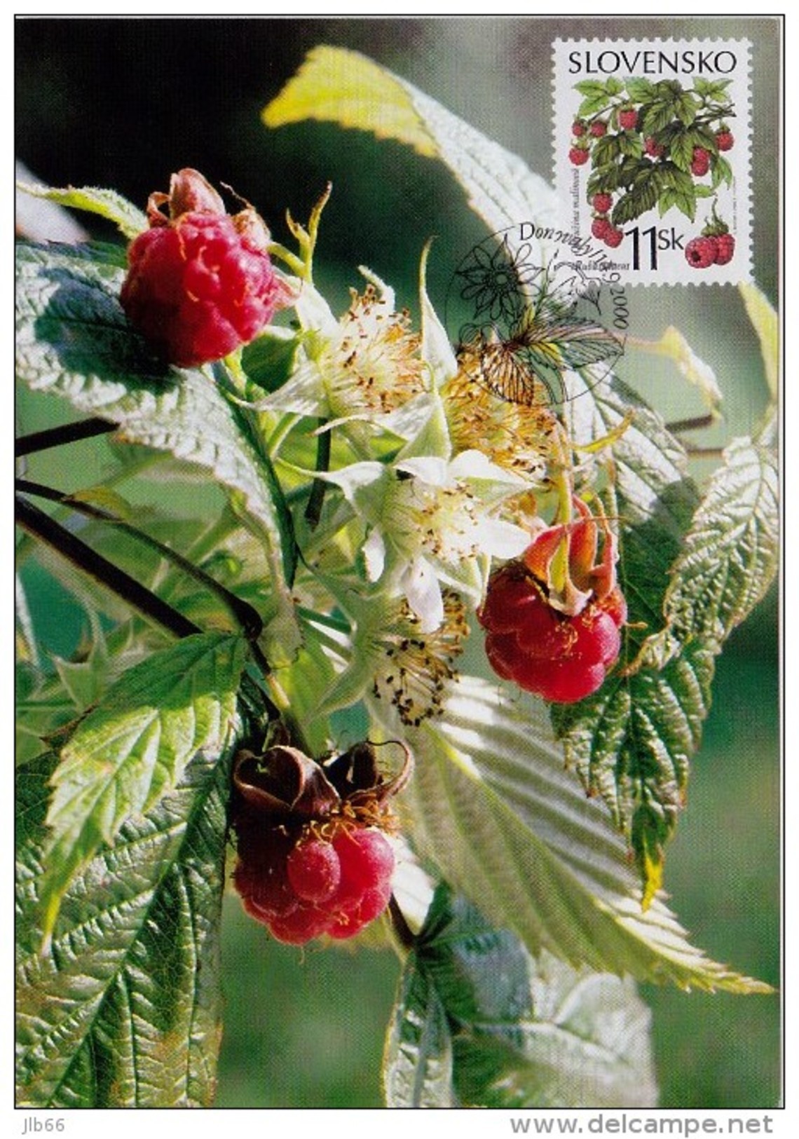 3 Cartes Maximum 2000 Fruits Des Bois (myrtille, Framboise, Fraise) / Maximum Cards (3) Berries - FDC
