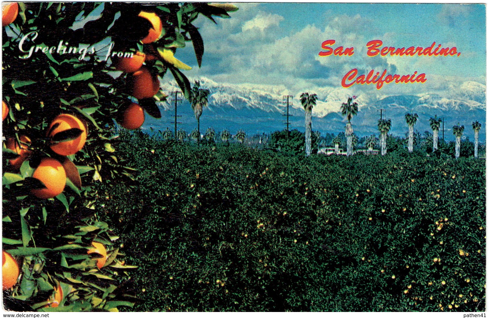 CPM ETATS-UNIS CALIFORMIE SAN BERNARDINO - Orangeraie Face Aux Montagnes - 1978 - San Bernardino