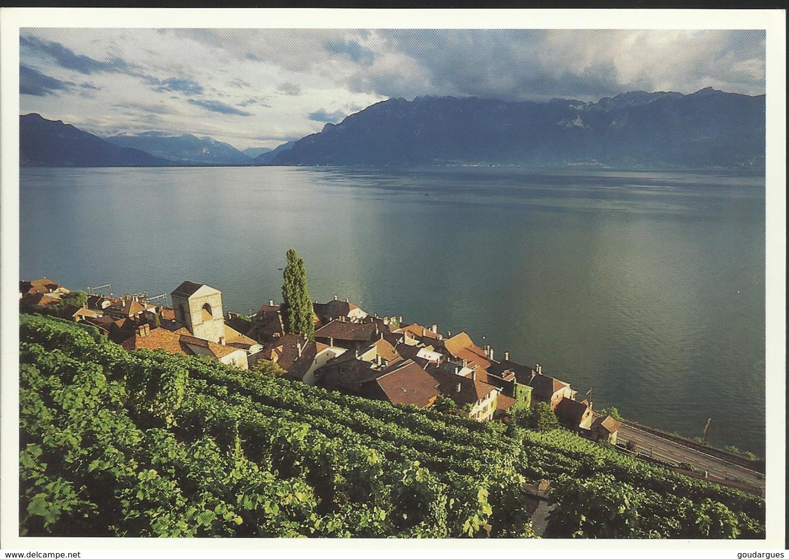 Saint-Saphorin - Léman Clair-obscur - Carte 16 X 11 - Saint-Saphorin