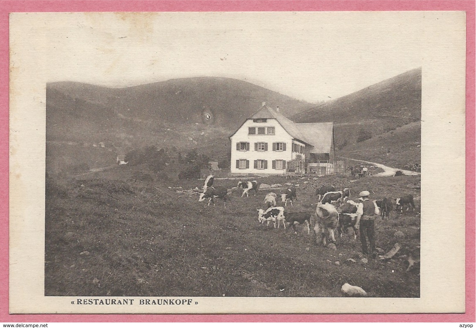 68 - MUHLBACH Sur MUNSTER - Restaurant BRAUNKOPF - Troupeau De Vaches - Autres & Non Classés