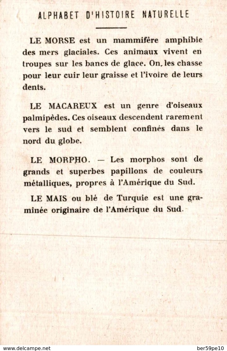 CHROMO  ALPHABET D'HISTOIRE NATURELLE  M  1 MACAREUX  2 MORPHO ADONIS  3 MORSE  4 MAIS - Albums & Catalogues