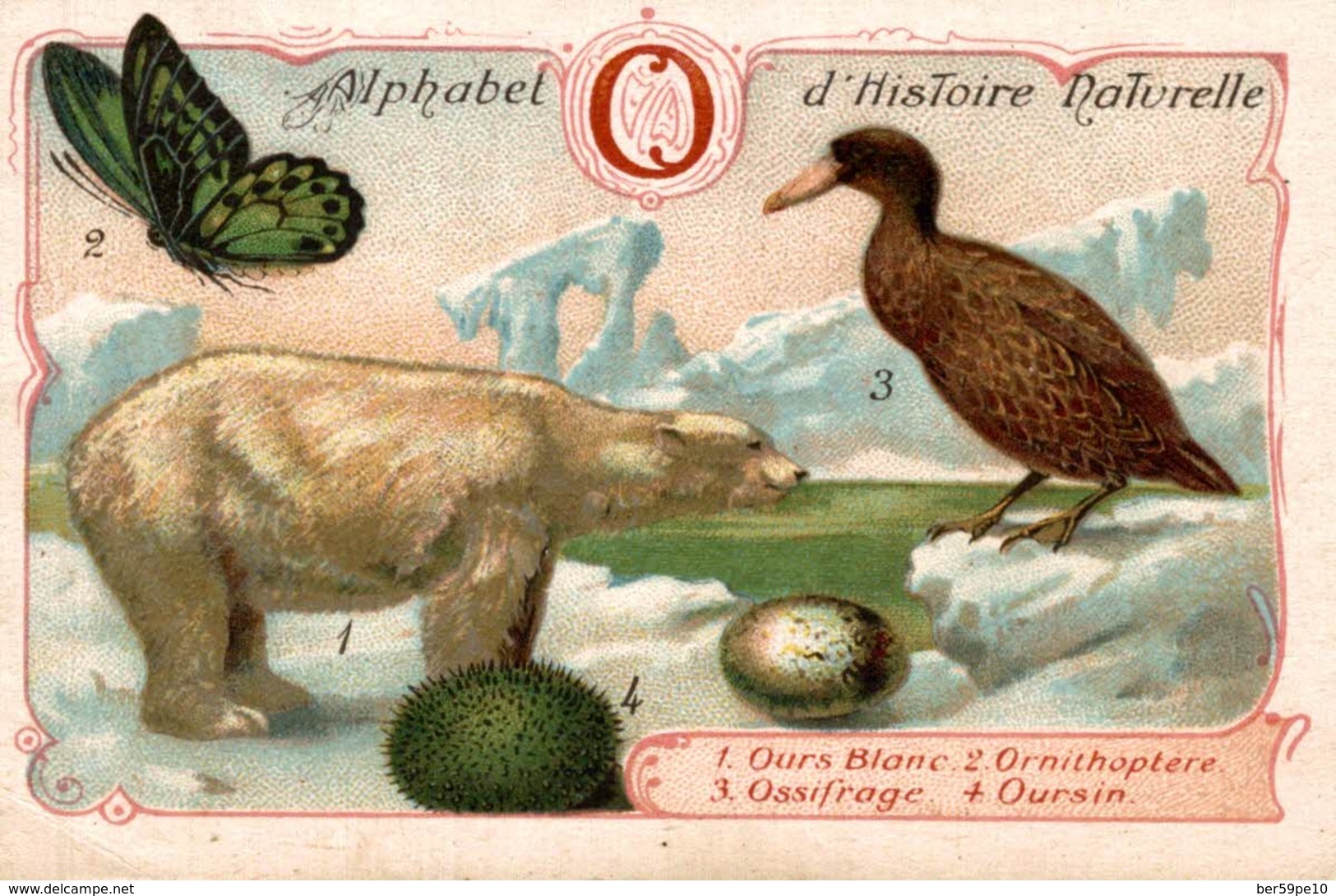 CHROMO  ALPHABET D'HISTOIRE NATURELLE    1 OURS BLANC  2 ORNITHOPTERE  3 OSSIFRAGE  4 OURSIN - Albums & Catalogues