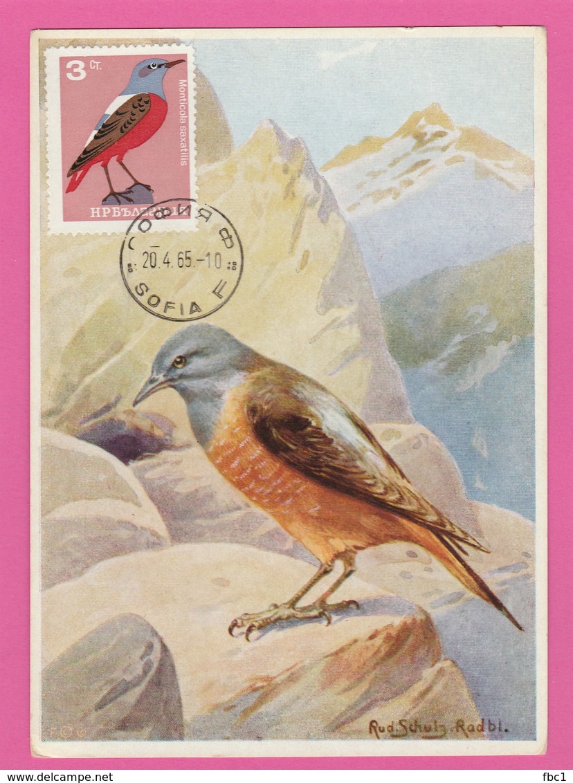 Carte Maximum - Oiseaux - Merle De Roche  - Bulgarie 1965 - Autres & Non Classés