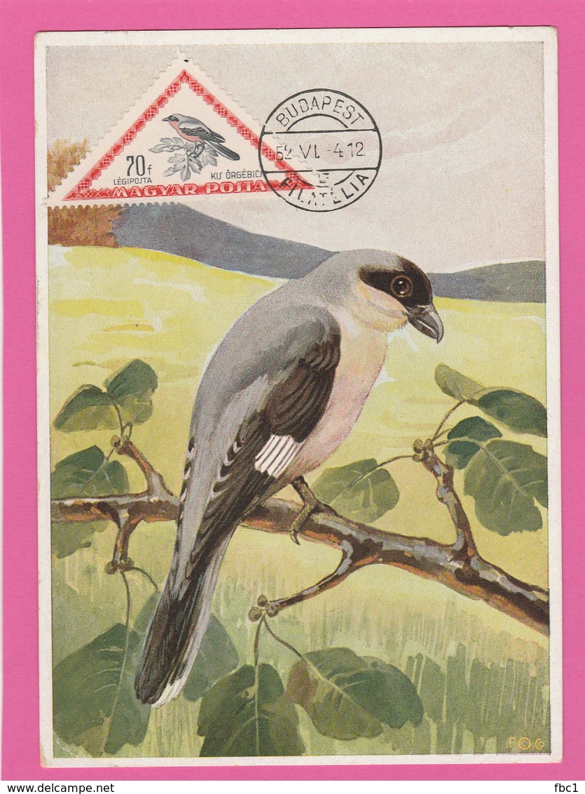 Carte Maximum - Oiseaux - Gros Rénégat - Hongrie - 1952 - PA124 - Altri & Non Classificati