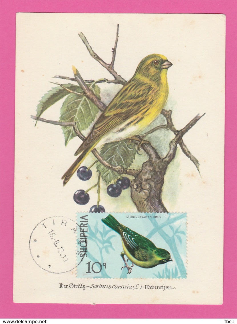 Carte Maximum - Oiseaux - Serin - Albanie - 1972 - Spatzen