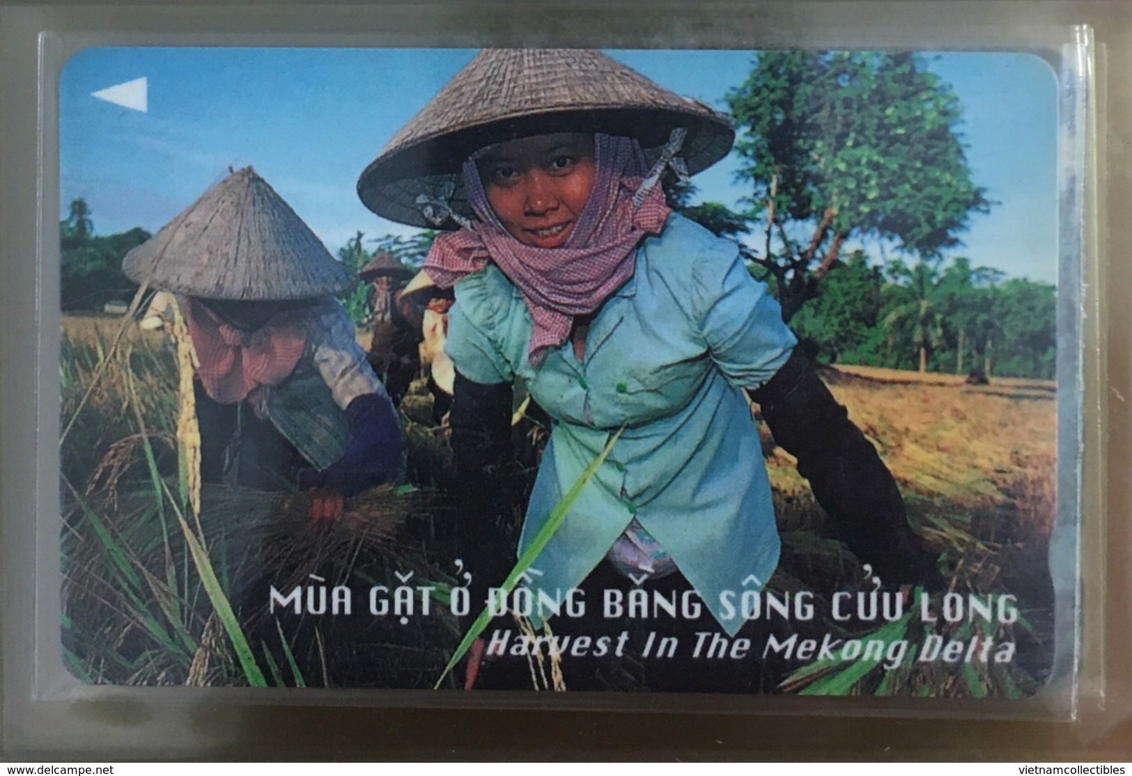 Vietnam Viet Nam Used Magnetic Phone Card / Phonecard : Rice Field - RARE - Vietnam