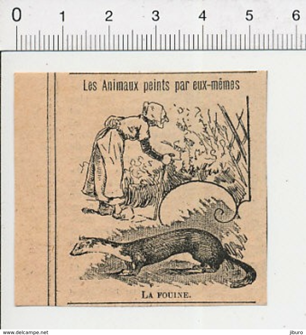 Presse 1902 Humour Animal Fouine Femme Fouineuse ??  51C26 - Non Classés