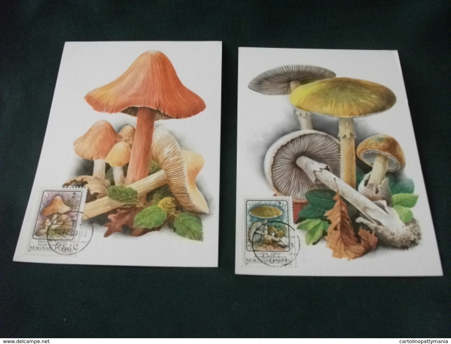 MAXIMUM UNGHERIA 6 CARTOLINE CON FUNGHI - Funghi